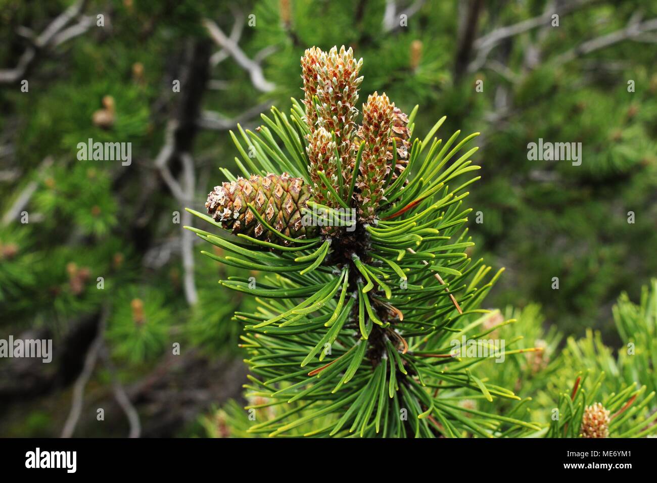 Kegel und männliche Blüten von Zwerg mountainpine (Pinus mugo) Stockfoto