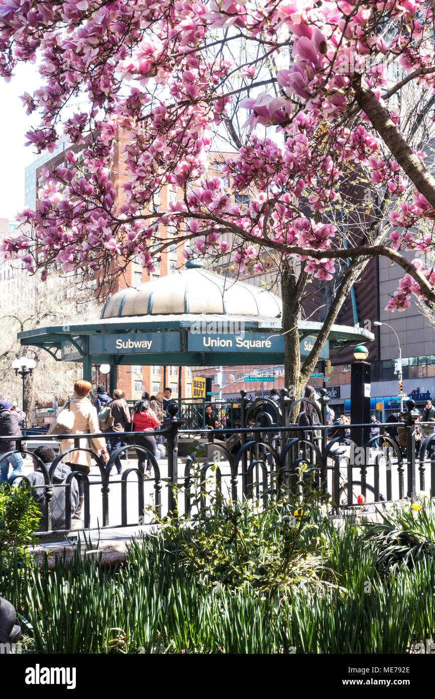 Frühling im Union Square Park, New York, USA Stockfoto