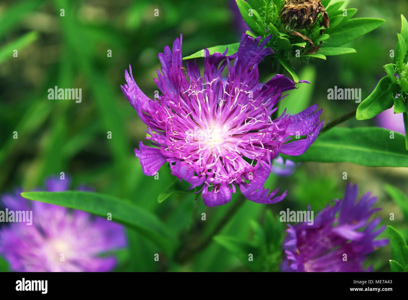 Dieses Bild einer violetten Blume bringt die übersehene Schönheit der Natur zurück. Das Bild, das Sie sehen, gibt Ihnen die Möglichkeit, die Details einer Blume zu beobachten und die Kraft der Natur zu erkennen. Stockfoto
