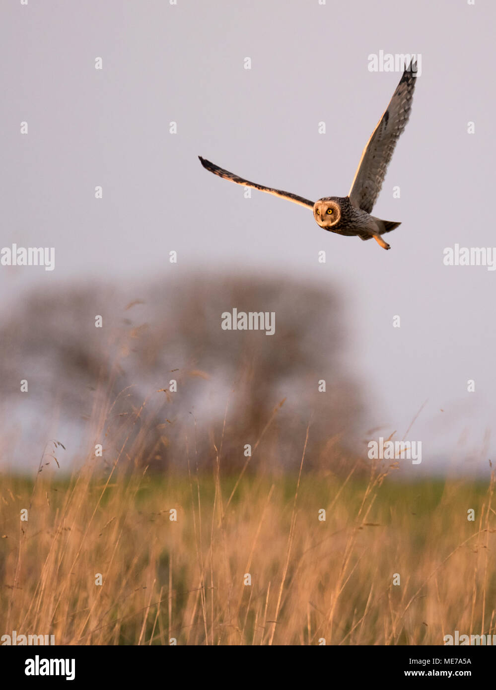 Eine wilde Short Eared Owl (Asio Flammeus) jagen über rauhe Wiesen, Gloucestershire Stockfoto