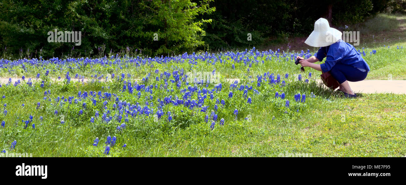 Fotos von Bluebonnets in Ennis, Texas. Stockfoto