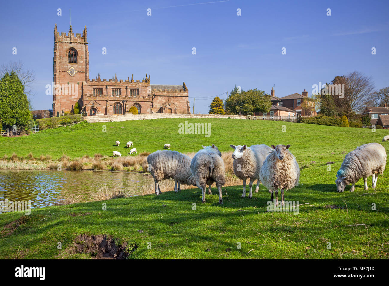 Herde Schafe weiden in die hügelige Landschaft mit der Pfarrkirche von St. Michael auf dem Hügel über große Bloße im Cheshire Dorf Marbury Stockfoto