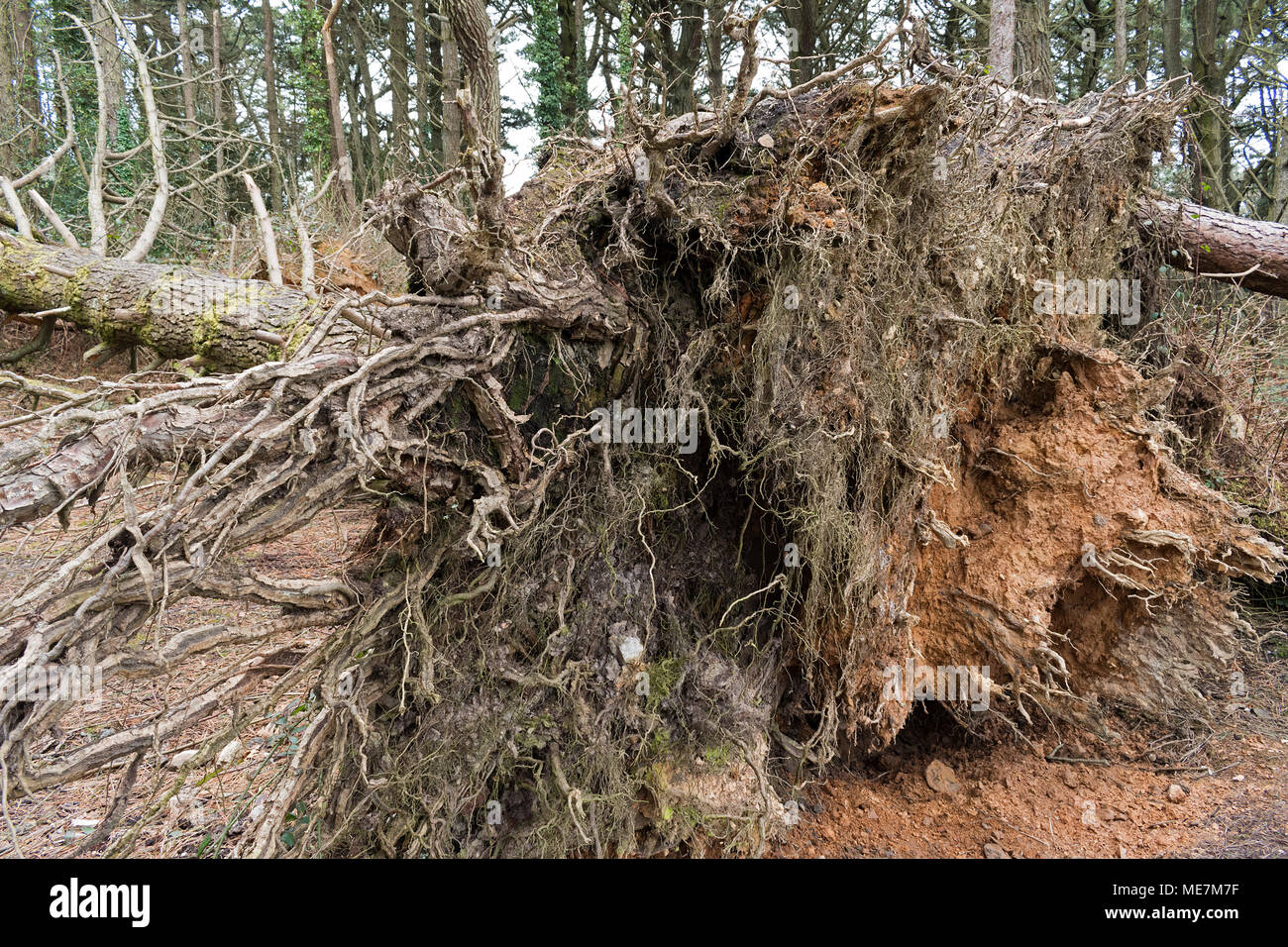 Gefallenen Pine Tree Übersicht ausgesetzt root System Stockfoto