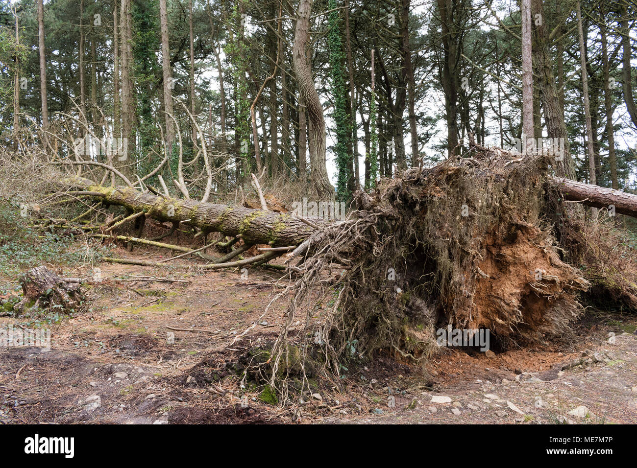 Gefallenen Pine Tree Übersicht ausgesetzt root System Stockfoto