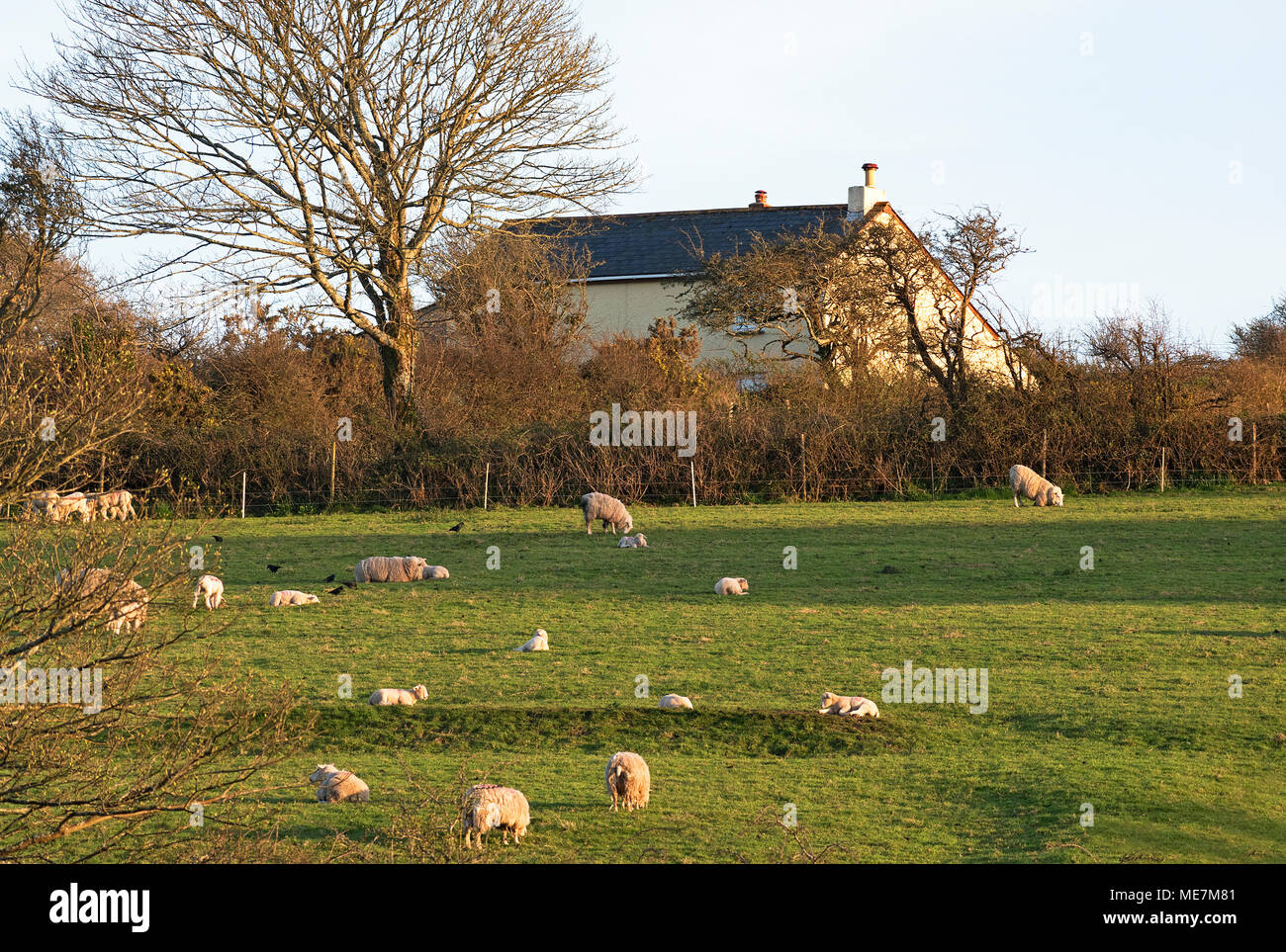 Schafe Lämmer Feld Landschaft der landwirtschaftlichen, Cornwall, England, Großbritannien, Großbritannien, Stockfoto