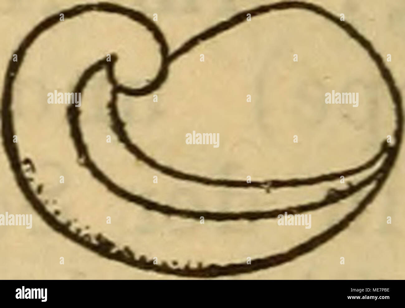 . Die Mollusken-Fauna Mitteleuropa. Vitr. diaphana. w. Var. glacialis ForbeS, Clessin Deutsche Exe. Moll. Fauna 2. Aufl. s. 73. Vorkommen: Tirol, die in der alpinen und subalpinen Re-gion, in der Schweiz, Saas-Fee, St. Moritz. 2. Var. Heynemanni Koch, Nachrichtsbl. English. Mal. Gesell. 1871 S. 36 t. 1 Abb. 4. a u. 9. Hautsaum sterben Lehrwerk der Unterseite der Ausschnitt einnehmend, sowie gegen die Spindel etwas mehr eckig. Vorkommen: In Deutschland, namentlich im Südwesten, im Schwarzwald bei 2600 m. Höhe, Langenaubach bei Dil-Lenburg; Schweiz, Kanton Wallis (Koch). Bemerkung. Zu of this Art v. g Stockfoto