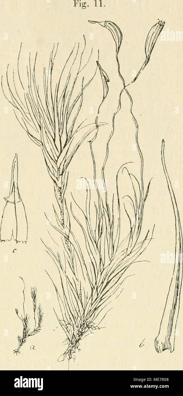 . Sterben Musci der Flora von buitenzorg: zugleich Laubmoosflora von Java. Längswänden. Ring 2 - reiliiof Campijloptts llildehrandianus (Bkotii.) Fl. Habitusbild. a. Natürl. Grosse. h. Stengclblatt. c. Jimendlicbe Haube mit Deckel V-sich abrollend. Deckel schief geschnäbelt, von-'U Kapsellänge. Haube typisch, ganzrandig, auch kurz eingeschnitten; in der Jugend mit kurzen Cilien. Peristom wie bei C. reduncus. Schenkel deutschstämmigen papillös. Sporen gelblich grün, rund, 12-15/^., fein Punktirt. Exsiccata: M. Fleischer, Muse. Keala. Ind. N°. 201. Eine Rinde. Java, ohne näbere Standortsangabe (Hildebran Stockfoto