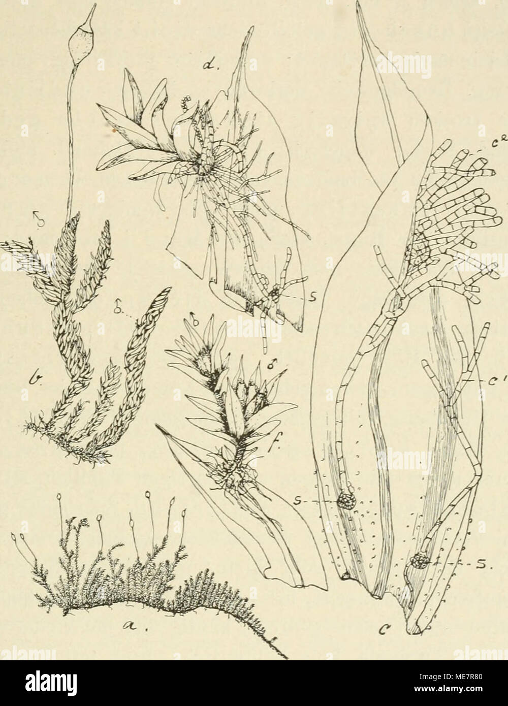 . Sterben Musci der Flora von buitenzorg: zugleich Laubmoosflora von Java. Macromitrutm Blumei Nees. a. Habitusbild (Nat. Grosse); b. Desgl. Mit^ Sky ich. c. Stengelblatt mit s., keimenden Sporen, c^. und c-., Fadenprotonema, aus dem sich die r/Pflanze entwickelt liL. d. Junge/Pflanze auf der Blattspitze sich entwickelnd^; s. Spore. w. Aasgebildete -^ Zwergpflanze mit Antheridien-5 ^. Klein, ohne Stenü' Elchen, sitzend, in einer beliebigen Stelle des Blattes wurzelnd; oft aus dem Perigonium eine Innovation mit zweiten terminalen Knospe bildend; Blütenknospe mit wenigen Antheridien un Stockfoto