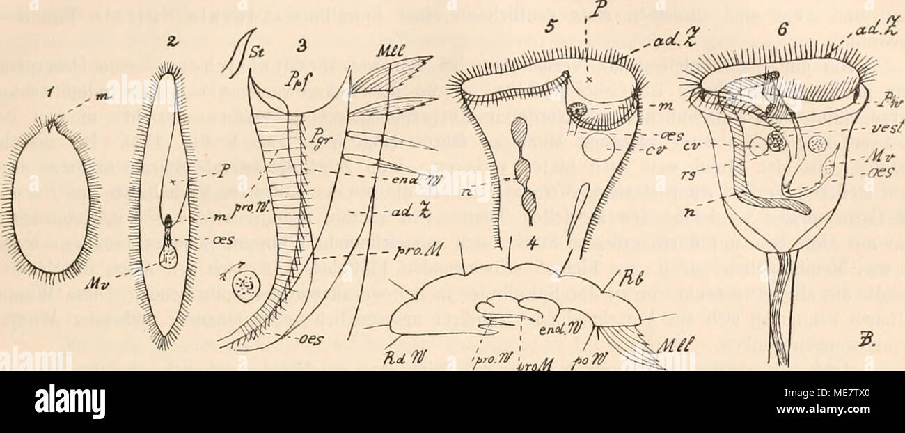 . Die mikroskopische Thierwelt des Süsswassers. "FiroM 1. Holophrya. 2. Paramaecmm Äivelia. 3. Von peristoiii Slylonychia mytilus (/ sterki und Eowalewski). 4. QaersoLnitt durch eine S1/Flo) ii 0 iia mytilus in der Höhe des Peristoma. 5. Vorderende von Sletitor. 6. Vorticelle. cv:^ Kontraktile Vakuole; ad. Z. ^ adorale Zone von membranellen Ernten. Wimpern; ond.W. - Endorale Wimpern; m=Mund; Mll=adorale Meinlira-nellen; Mv-Mundvacuole; n=Kern; oea. = Oesophagua; P=Peristom; Pgr=Peristomgrund; poW =^ parorale Wimpern; Ppf=Praept^ ristomraura; pro. M=praeorale Membran; pro. W t = pra Stockfoto