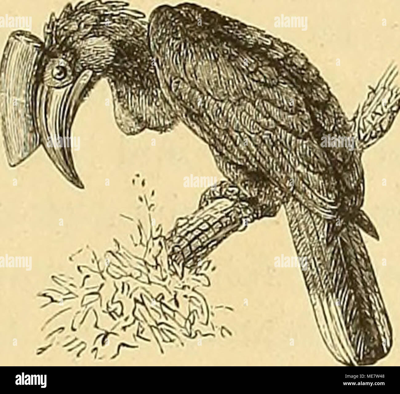 . Die Loango-Expedition ausgesandt von der Deutschen Gesellschaft zur Erforschung Aequatorial-Africas, 1873-1876: ein Reisewerk in drei Abtheilungen. Atratus Buceros. balatonfüred Orig. auf baumstumpfen oder Gabelzweigen in geringer Entfer-nung über dem Wasser, besteht aus Gegend des Dürren, trockenen Zweigen Grä- sern und Laub und besitzt im unteren Drittel eine handgrosse etwa runde Eingangsöffnung. Steht die Sonne hoch am Himmel, so sieht man fast nur noch Flussschwalben dm Fange nachgehen oder Trauerfüegenfänger (Musci-Capa lugens) aus Überhängendem Gebüsch blitzartig vorkommen und wieder verschwinden. Stockfoto