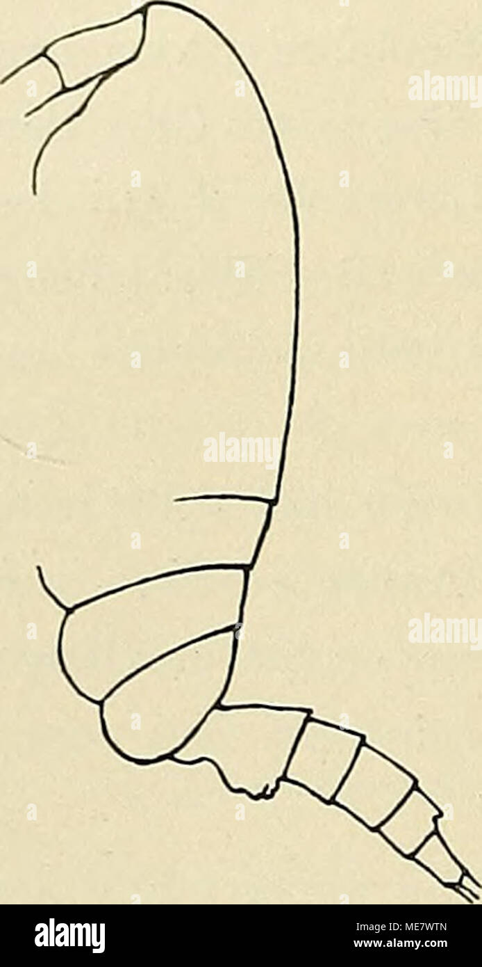 . Die Marinen Copepoden der Deutschen Südpolar-Expedition 1901-1903. Textfig. 7. Horridus Spinocalanus. Seitenansicht. 44. Spinocalanus Magnus (wolfenden). (Tafel XXV, Abb. 3 - 5, Textfig. 8 a.) 9. Die Durchschnittsgröße erwachsener Exemplare beträgt etwa 2,6 mm, Fügungen zahlr Exemplare von 2,75 - 2,80 mm Länge gefunden wurden. Der Kopf und das 1. Thorakalsegment Sindh 3 i^mal so lang als das Abdomen. Die letzten Nummern-oper Thoraxsegmente sind gesondert und der hintere Rand des letzten Segmente ist in kurze Flügel seitlich ausgezogen. Der Kopf ist gleichmäßig gerundet und erscheint vom Rücken ges Stockfoto