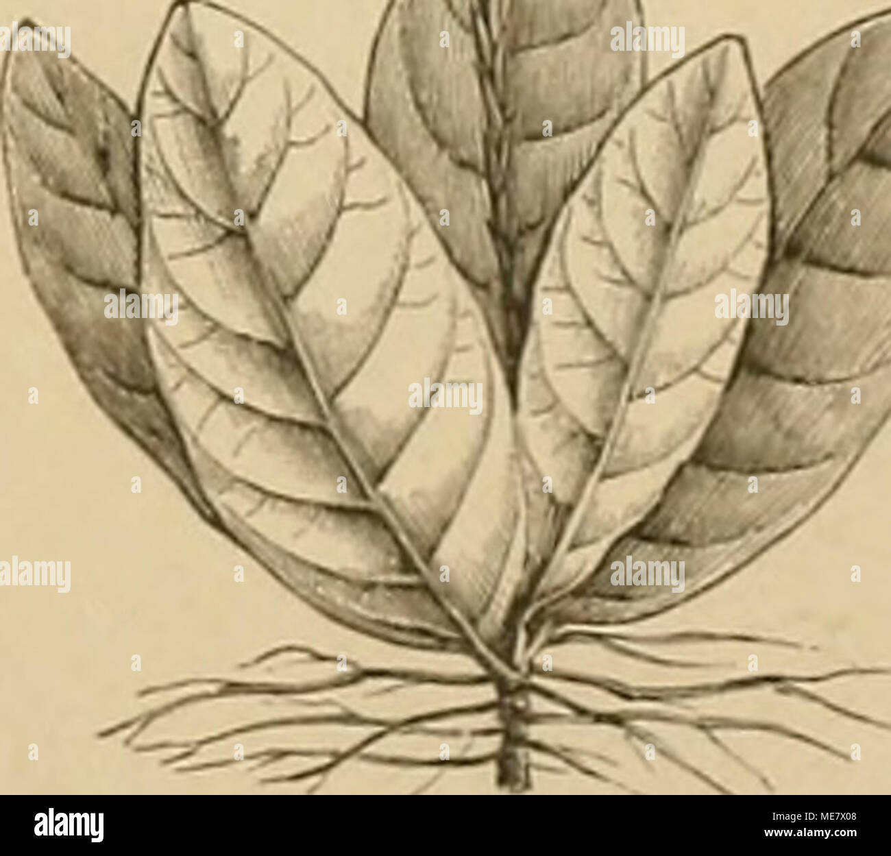 . Die NatÃ¼rlichen Pflanzenfamilien: nebst stand Gattungen und Arten, insbesondere den wichtigeren Nutzpflanzen. Abb. 113. Tubiflora caroliiiensis (Walt.) Gmel. Kelch und RÃ¶hre von n. Mendoncioideae. Kelch abgestutzt, Orig. etwas ausgerandet. Blkr. entweder gleich Ã¶ lappig oder etwas 2 lippig, Deckung contorl. Stb. 4, Staminod O. A.2 fÃ¤cherig, unten stumpf. Pollen glatt, rund, mit 3 Ã¤quatorialen Poren. Diskus ring-fÃ¶rmig. Fr. drupaartig, Aufspringend, wohl Orig. mit fleischiger HÃ¼lle, 1 fÃ¤cherig durch VerkÃ¼mmerung des Faches. Sa. 2 im Fach. S. 2 oder nur I. Orig. Kletterpfl. Stockfoto