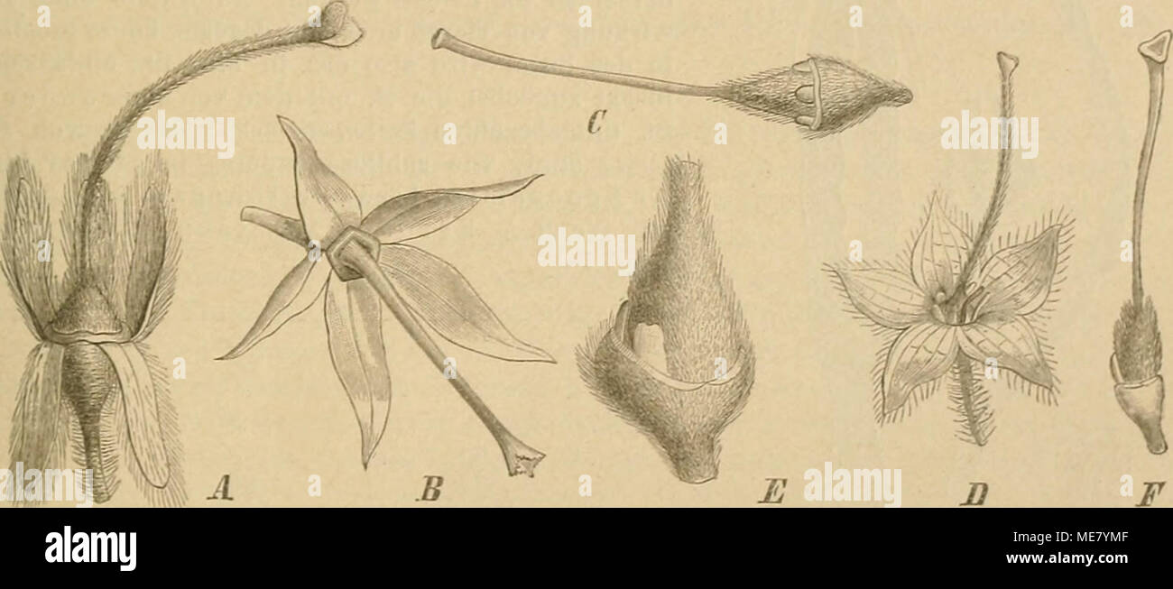 . Die Natürlichen Pflanzenfamilien nebst Stand wichtigeren Gattungen