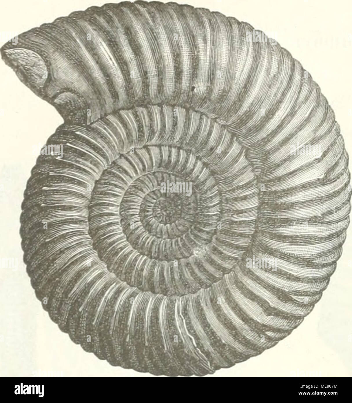 . Leitfossilien sterben, ein Handbuch für den Unterricht und für das Bestimmen von Versteinerungen. 1. 2. (Aiumouites FarkutKonta) Parkinsoni säen. 12. AufgeblÃ¤ht, aussen breit gewÃ¶Lbt. Wolinkanimor abweicheiifl evolutor, gebildet. Orig. ziemlich klein. Sphaeroceras Bayle. Br. Jura. Ebenso, aber mit EinschnÃ¼rungen. Morphoceras Douville. Involut GleichmÃ¤ssig. Von der grÃ¶ssten Breite Ã¼ber dem Nabel - kon vergieren sterben Seiten gegen den hoch konvexen Aussenteil (Abb. H9). Rippen schaif, gleichmÃ¤ssig. Brutto. Macroccphalitefi Sutner. Bi". Jura. 13. Rippen in der NÃ¤ Er der Nabelkanto gebÃ¼ndelt, Stockfoto