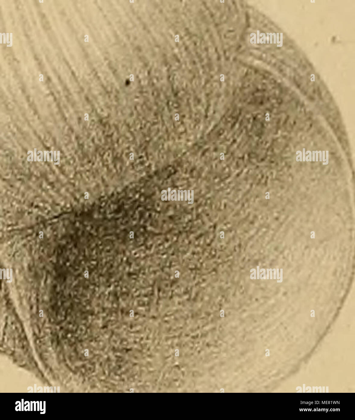 . Sterben und der Vorwelt Süsswasser-Conchylien. M § fcä * i Stockfoto