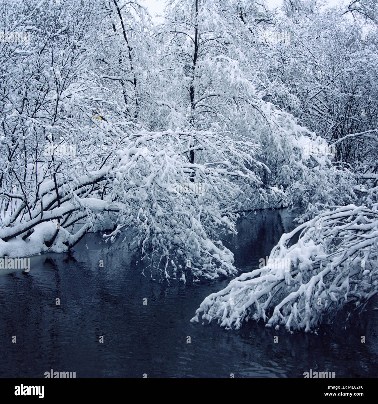 Nach starkem Schneefall. Verschneite Bäume in den Fluss gespiegelt. Winter in Russland. Getönten Foto. Alles mit Schnee bedeckt. Ein verschneiter Tag im Park. Stockfoto