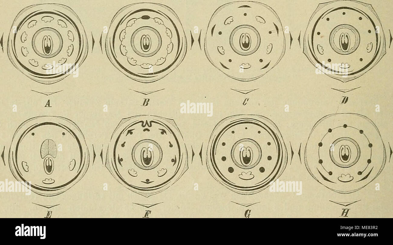 . Die Natürlichen Pflanzenfamilien: nebst Stand wichtigeren Gattungen und Arten, insbesondere den Nutzpflanzen. Abb. 85. Baiihinia-'Dia. gYamme. A B. tomentosa L. (Seet. Pauletia). -SB.petiolata (Mut.) Engl. (Abs. Amaria). - C ß. pauletia Pers. (Abs. Patdetia). - DB. purpurea L, (Abs. Phanera). - E B. anguinea Roxb. fSect. Lnsio - Bema), oberhalb des Frkn. sterben Drüse. - FB. Burkeana Benth. (Seet. Tylosema). - G B. Krugii Urb. und H B. dipetala (Abs. Casparia). (/ Urb.) Übersicht der Sectionen*). Alle 10 Stb. fruchtbar. a. Kelch zur Blütezeit scheidig oder in 5 klappige, zurückgesch Stockfoto