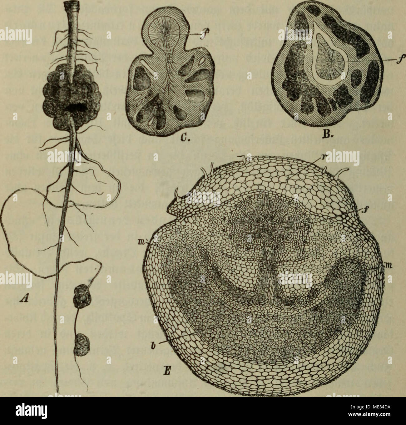. Diesem Sterben der Pflanzen; ein Handbuch für Land- und Forstwirte, Gärtner, Gartenfreunde und Botaniker. ^ ig. 33. 3 Sur^^ cIfnött (KN-bcr gelben in Rückenlage. Einen Löwen mit Brei ocrfd Sönrjel) iebcn C [XO] m iinölldjcn. B ein ÄVnöIld^ KN-im-S) URD) (frf) uitt, f ber g^^ nrjet ibroDafalftrang ber UT, öum rinc] in bcr 9 flinbe bie n^Ihr Browser kann leider keine eingebetteten Frames anzeigen $ il3 fammern, eine § bcm fleifd^ roten^ afteroibengcmebe bc [Tel) Enb. C nölld altcS^^en mit anägeicerten, () ül) lcn ^4^ il3 fainmern. E0. ner [d) nitt bnrd ; r) albermad) fcncS.^ nöIWjen, f &Lt;yibro=üafalftrnnn ber aBnrgel, r nnoeränberte SÖurselrinbc; ba §. StnöKdjcn entl) ält ein Inu ^ cfä Stockfoto