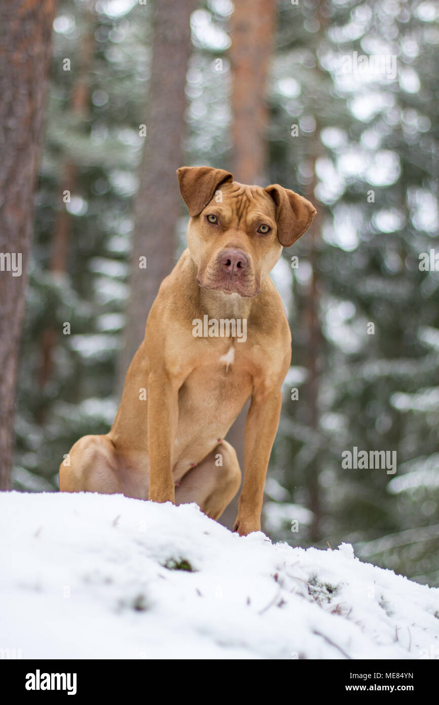 Die Grube Bulldogge Weibchen im Schnee posing Stockfoto