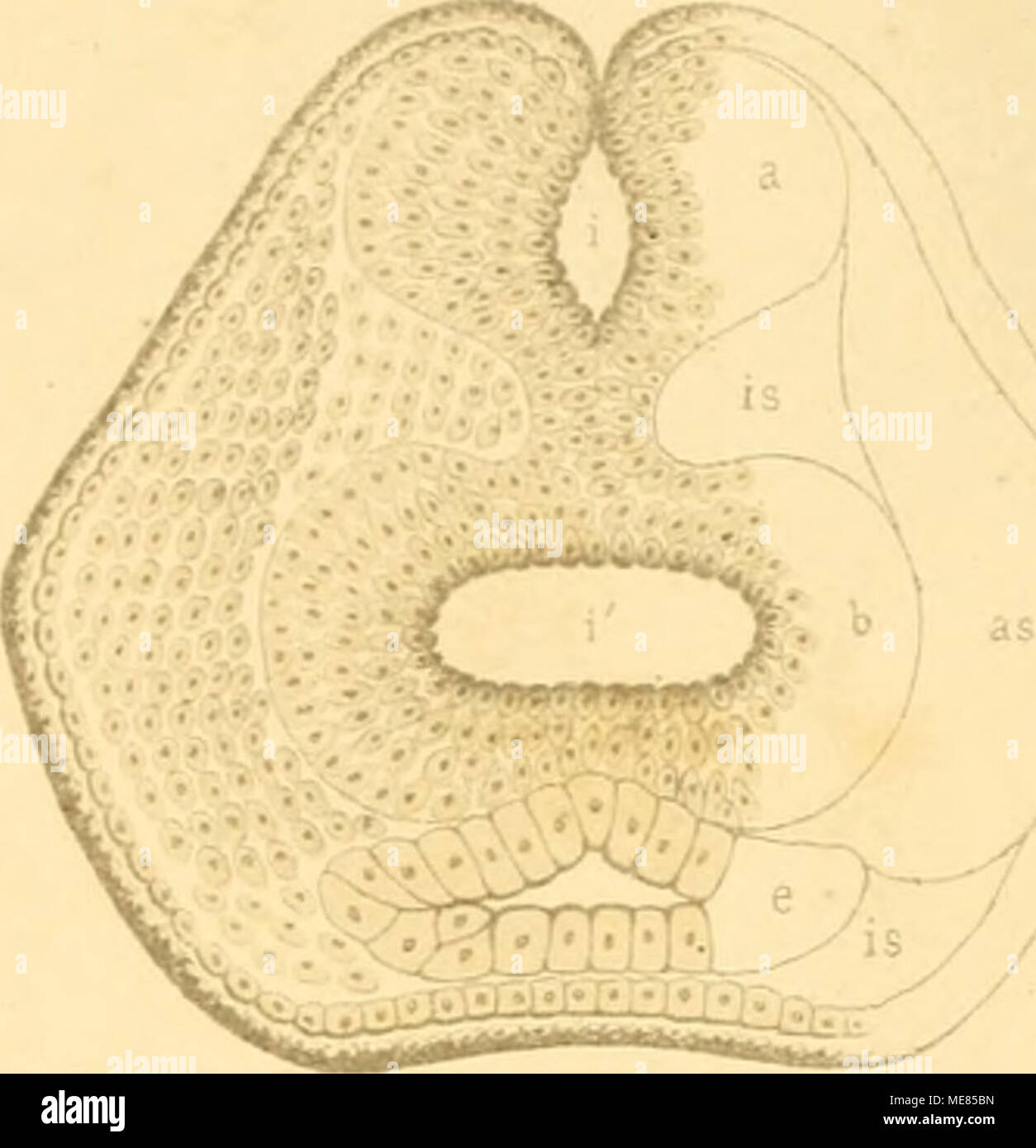 . Klassen und Ordnungen des Thier-Reichs, wissenschaftlich dargestellt in Wort und Bild. Stockfoto