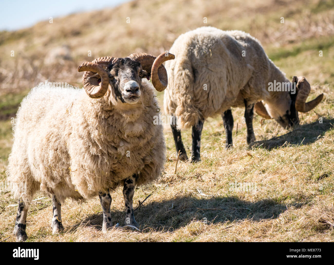 West Linton, Scottish Borders, Schottland, Vereinigtes Königreich, 21. April 2018. Frühling Sonnenschein in der Landschaft, mit schottischen blackface Rams mit Curly Hörner in einem Feld Stockfoto