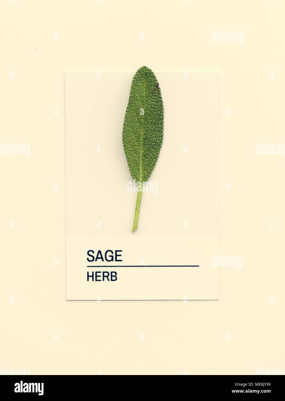 Salbei Blatt auf weißem Papier Stockfoto