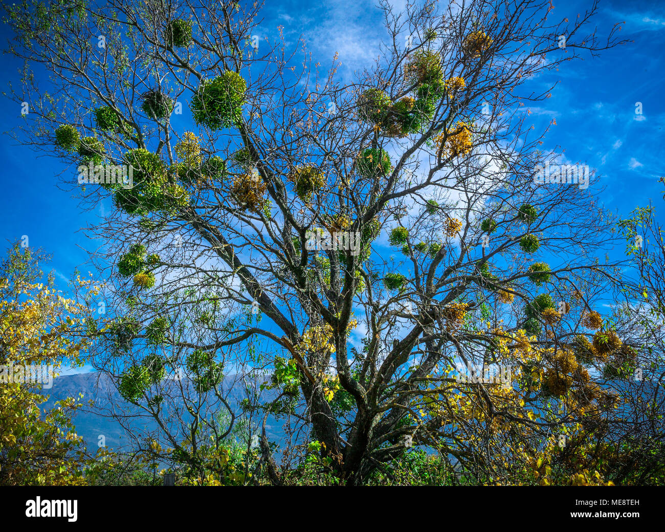 Die Bündel der Mistelpflanzen viscum das Album auf dem Baum, in der natürlichen Umgebung. Stockfoto