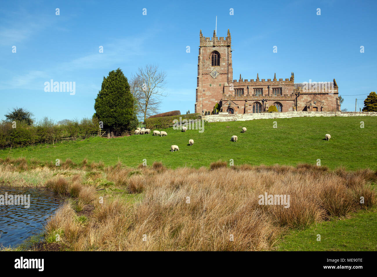 Herde Schafe weiden in die hügelige Landschaft mit der Pfarrkirche von St. Michael auf dem Hügel über große Nur an der Cheshire Dorf Marbury Stockfoto