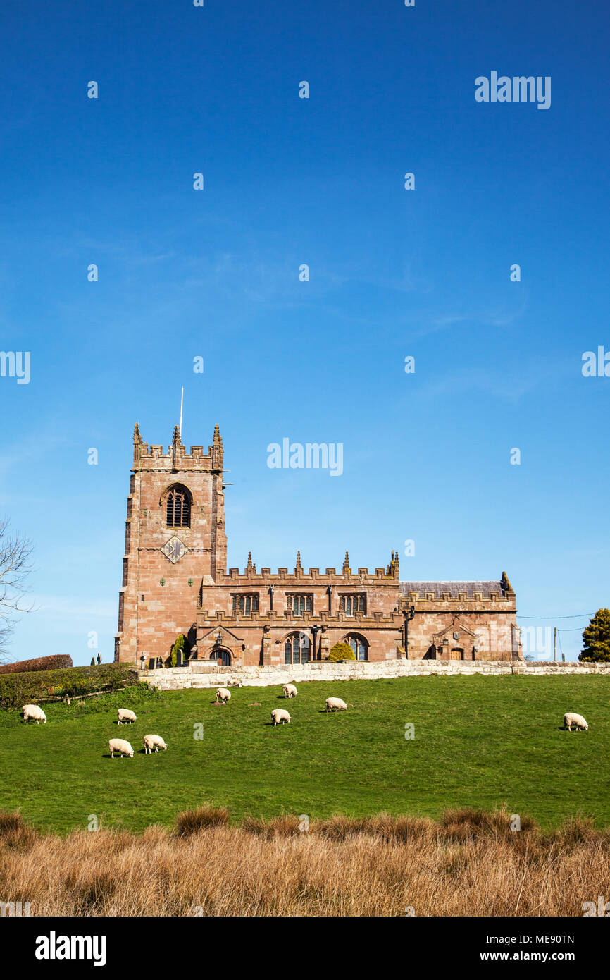 Herde Schafe weiden in die hügelige Landschaft vor der Pfarrkirche St. Michael im Süden Cheshire Dorf Marbury Stockfoto