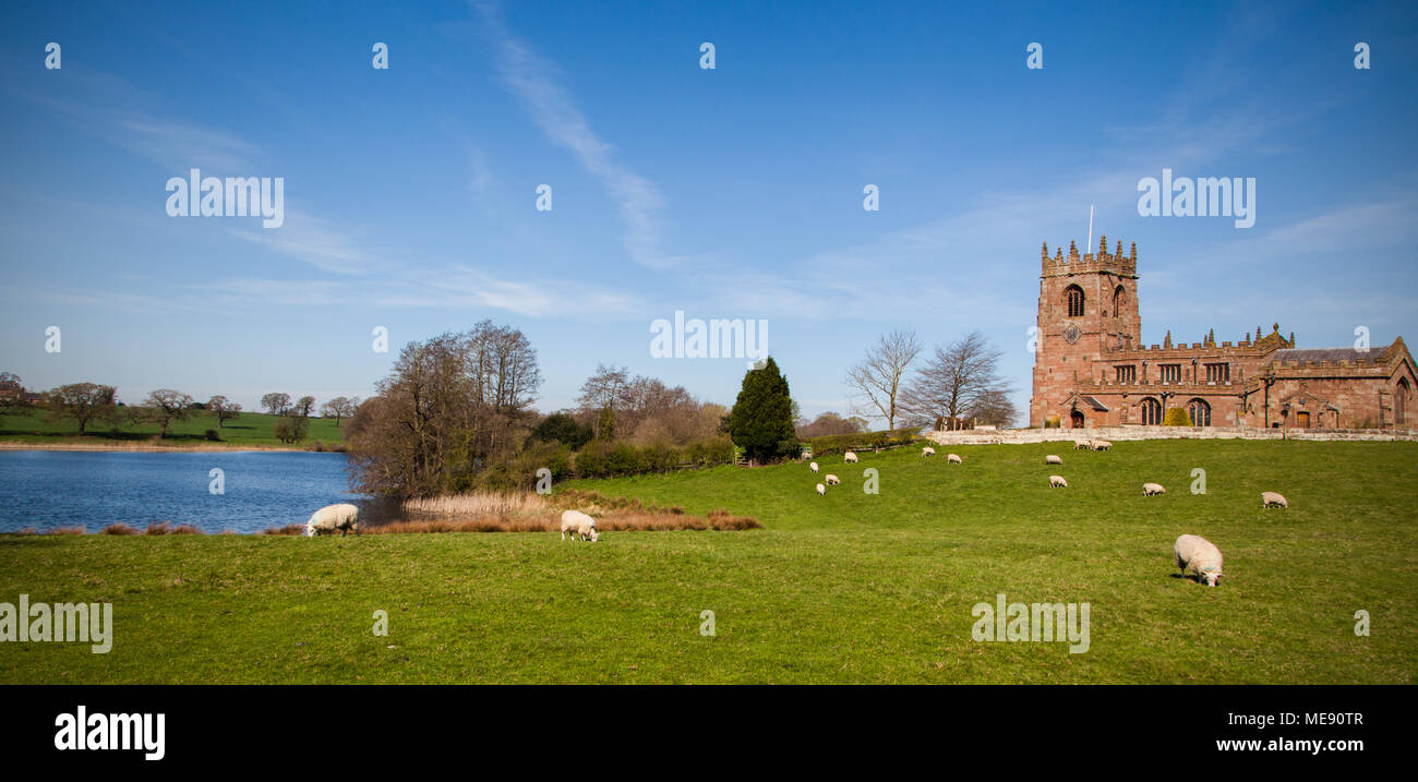 Herde Schafe weiden in die hügelige Landschaft mit der Pfarrkirche von St. Michael auf dem Hügel über große Nur an der Cheshire Dorf Marbury Stockfoto