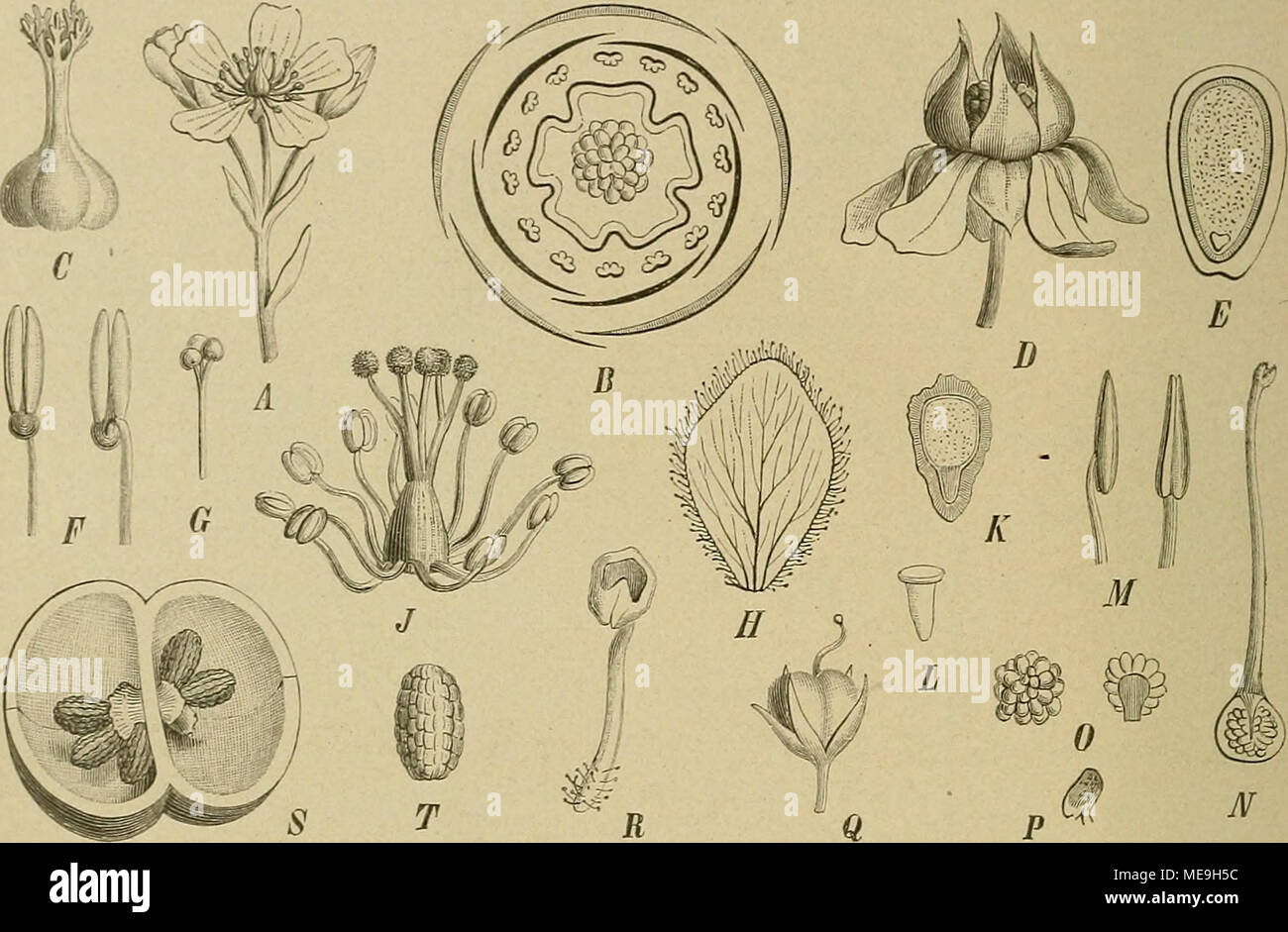 . Die NatÃ¼rlichen Pflanzenfamilien: nebst stand Gattungen und Arten, insbesondere den wichtigeren Nutzpflanzen. Abb. 160. AâÂ £ Dionaea muscipula Ell. Ein BlÃ¼tenstand; b Diagramm der Sel.; C Frkn. Mit den zerschlitzten N.; D aufgesprungene Kapsel; E S. im LÃ ¤ ngssclinitt. Â F, G Boridula dentatah. F-Stb. von vorn und hinten; G sterben Centralplacenta mit Stand 3 KnÃ¶ Kreuzer, sterben S. abgefallen. Â EâL Brosophylluni Kelchb Ã¼ lusitanicum Lt ein. J sterben Stb. und frkn.; K ein S. im LÃ¤ngsschnitt; L der E. aus seinem Grunde herausgenommen. Â MâP Byhlis gigantea Lindl. 31 Stb. von der Seite und von vorn; EIN'' Stockfoto