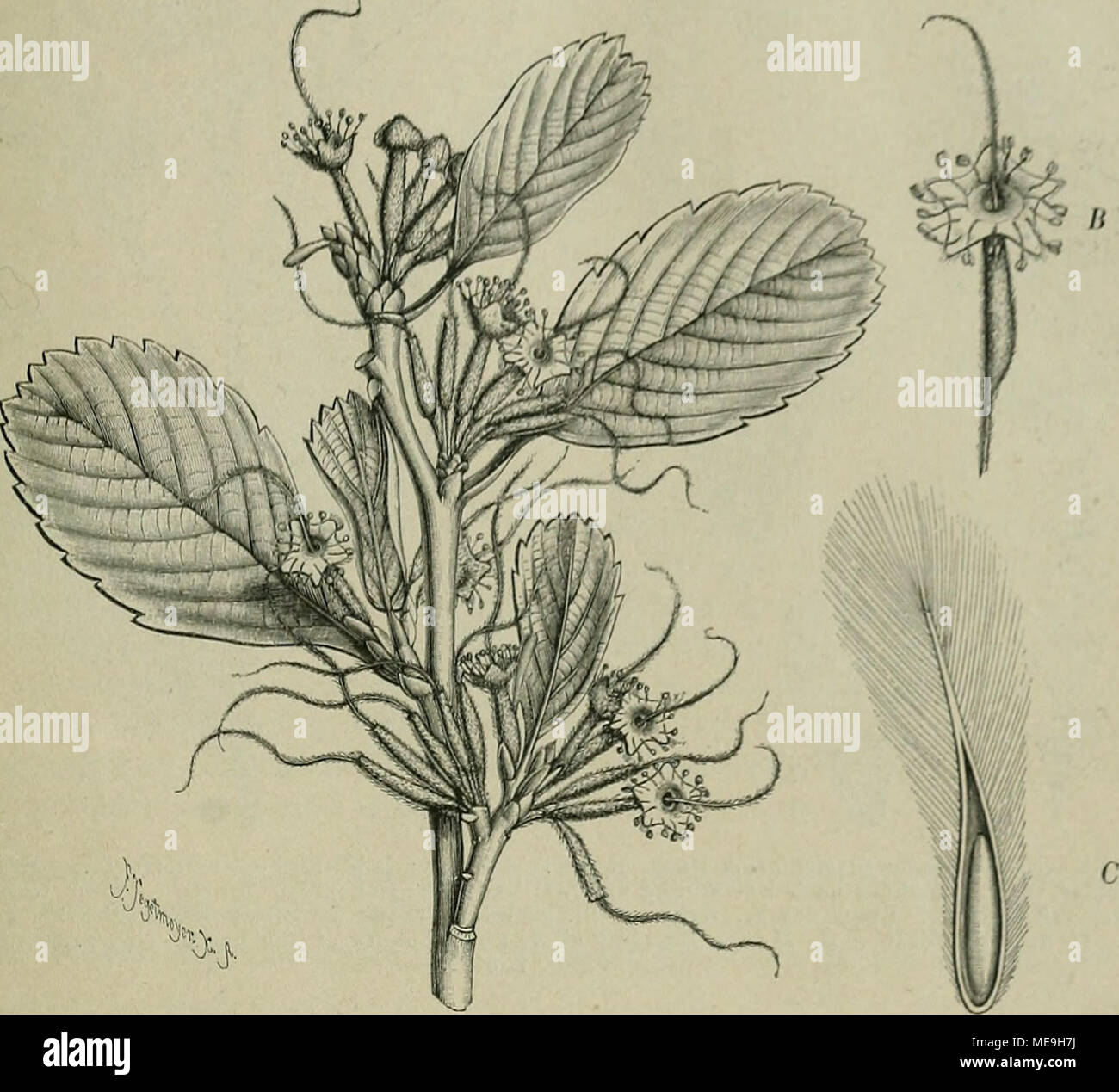 . Die Natürlichen Pflanzenfamilien: nebst Stand wichtigeren Gattungen und Arten, insbesondere den Nutzpflanzen. Abb. 17. Cercocarpns fothergilloides H.B.K. ein blüheiider Zweig; b Vergr. Einzelblume; C Durchschnitt durch die Fr. 6 Arten, von Mexiko bis Oregon verbreitet; c. folhergiUoides H.B. Kunth (Abb. 17) in Mexiko. - C. ledifolius Nutt. mit sclimal-Lanzettlichen, am Rande zurückgerollten, filzigen B., ein 2 bis 5 m heiliger Baum aus der subalpinen Region (bis 3000 m; der kalifornischen Ge-birge. Das harte und schwere, dunkel gefärbte Holz ist als Berg-Mahagony in Amerika im Gebrauch. 51. Ad Stockfoto