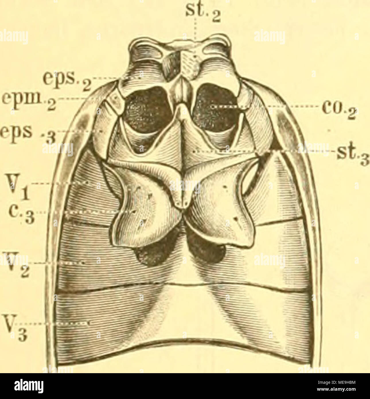 . Die Käfer von Mitteleuropa: Käfer der österreichisch-ungarischen Monarchie, Deutschlands, der Schweiz, sowie des französischen und italienischen Alpengebietes. Abb. 1-2. Hinterbrnst nnil Jlittelbrnst, Grundlage des Ab-domens von Carahus. St^Mesosternura. s&lt;3 Metasternura. '^ pSj, eps. Ich Episternen des Meso- und Metathorax. epm^ Epimeren des Mesothorftx lO^Mittlere Hüfthöhle, c^ Hinterrhein - Hüfte. V'i, Fj, V3 sterben drei ersten Ventralseg-mente. Stockfoto