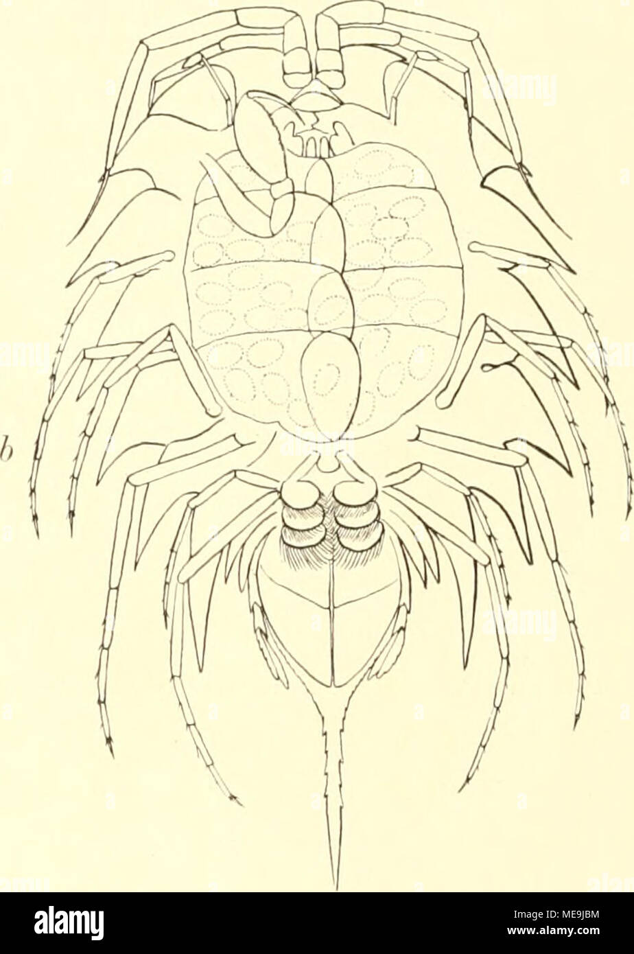 . Sterben Isopoden der Deutschen Sdpolar-Expedition, 1901-1903. Abb. 51. Snvlif: mrridionnlis Hodcson. Ein von Ihr Browser kann leider keine eingebetteten Frames anzeigen, h vnn unten (x 1,65). interessante Isopod Krieg unter 71" 22. Br. und KV M'w. L. nahe bei Coatsland am 18. 111. 1904 in 2579 m Tiefe gedretscht. Da ein Autor nicht angegeben ist, nehme ich an, daß Sterben Bestimnmng von T. V. Hodgson herrührt, dem Sterben Bearbeitung der isopoden der S c o t i a übertragen wurde. Ohne Zweifel Sicherheitsbeauftragter Technologie of this Kunst eine Serolis von 58 mm Länge und 35 mm größter Breite ein, welche am 24. 11. 1903 im Nordwesten der(lauss-Station bei einem Dretschzuge aus 2725 Stockfoto