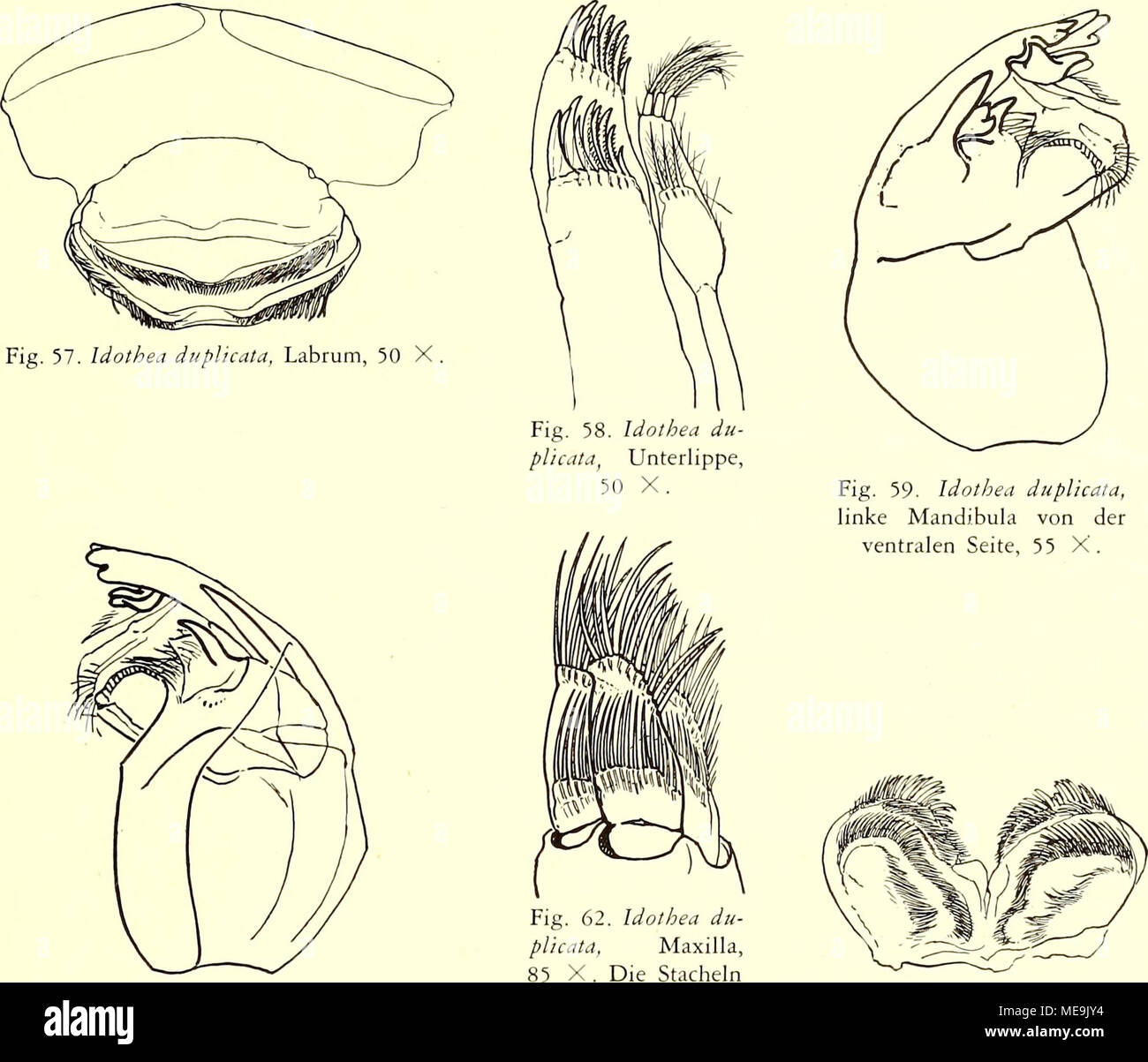 Artikulus ich Fotos und Bildmaterial in hoher Auflösung Alamy