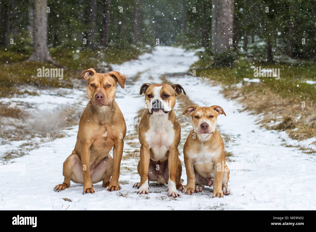 Gruppe von 3 Hunden - Porträt im Schnee/Wald Stockfoto