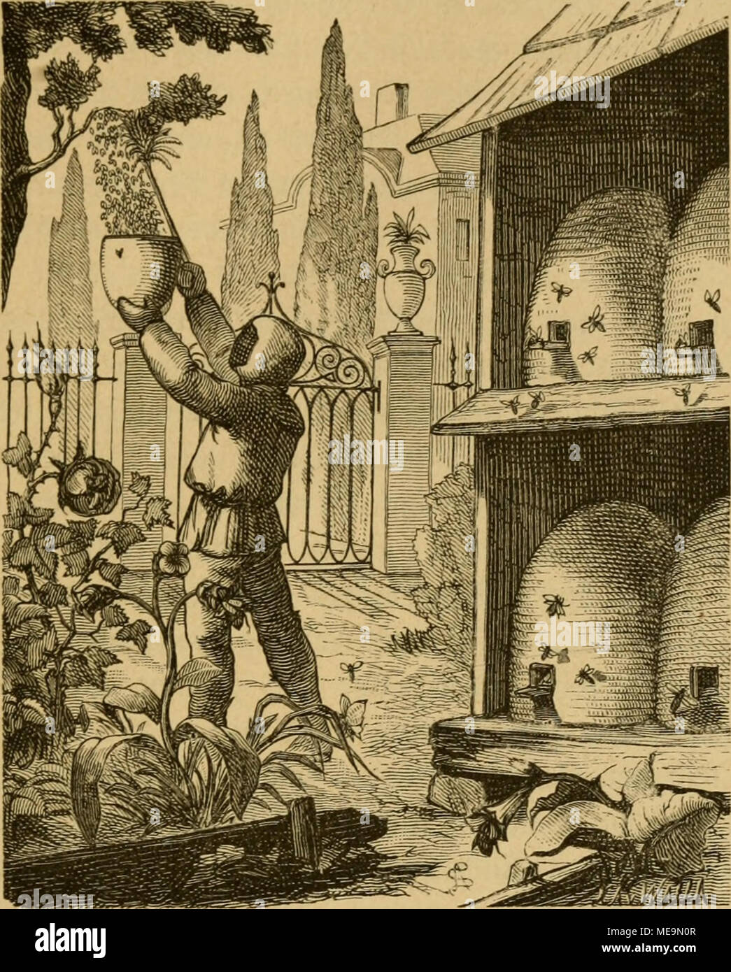 . Kämpfen sterben. 5 ig. 86. § SSienenfdjtüarmeS Sinfangen etne. 5 GJetreibebfüten tußer Bcn bcn Kanutten, ber SBolf^ mild), § unb§' b (ume, bem SöermutI), ber S^ic^lDurg unb einigen anberen, beren § onig fic Nid) t au § fte {) KN-fönncn, l) aben fie 2^au) enbe t) er=fc^^^ iebener Flan de, S3 äume unb@ träud) er fott) ot) (aU Kräuter, wenn) rem © ammetsettet. ^0 (f) rtjirb alle "genau ein=fortirt Stockfoto