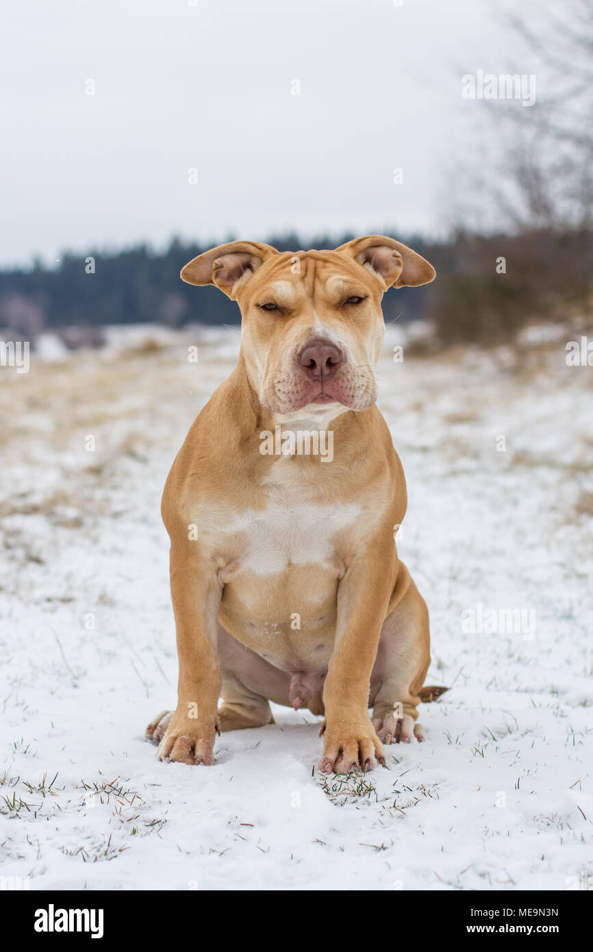 Adorable Arbeiten Pit Bulldog Welpen sitzen auf einer Wiese im Schnee Stockfoto