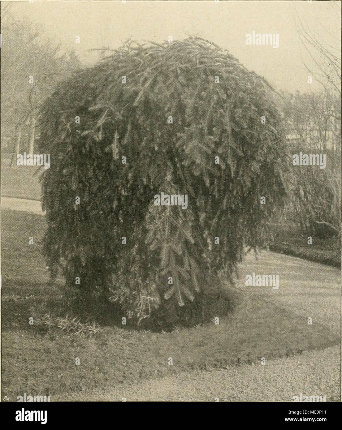 . Gartenwelt sterben. Picea excelsa Pendula. ImTannhoO^ bei Lindau am