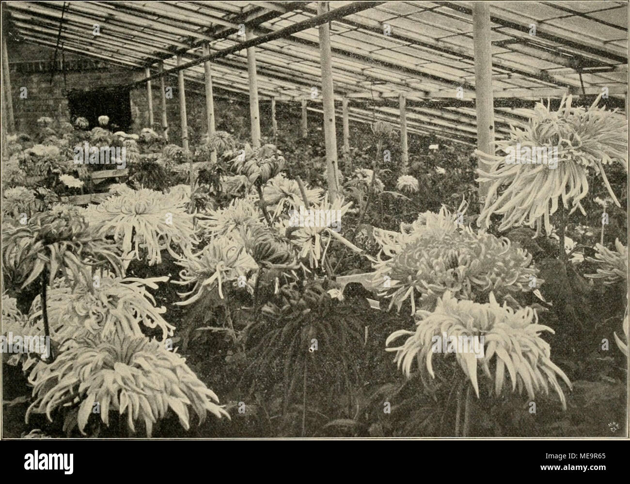 . Gartenwelt sterben. Blick in ein Gewächshaus mit Chrysanthemum-Schaublumen. In der Handelsgärlnerei von C. Pasewaldt (OBERGÄRTNER H. Gicrth), Berlin-Zehlendorf, sterben, Garlenwelt "photographisch aufgenommen iText Seite Lu). satt. Daibei scheint this Manier der Verwendung des Blumen-SCHMUCKES dem modernen französischen Landschaftsgärtner so sehr zur zweiten Natur geworden zu sein, dafs sie sich ihrer nicht allein in den städtischen Anlagen, sterben ja stellenweise auch ein-mal eine prunkvolle Überladung vertragen können, ausgiebig werden - dienen, sondern sie available in Stellen übertragen, wird Dad Stockfoto