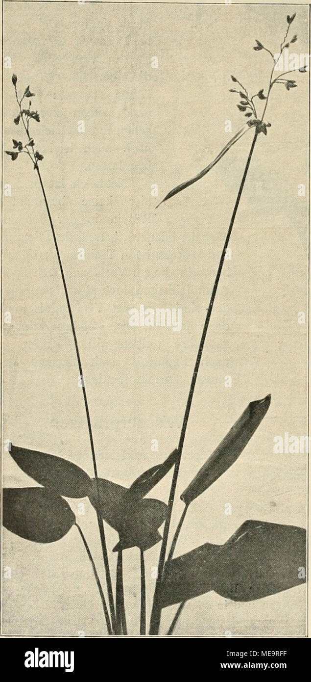 . Gartenwelt sterben. Fontederia inontevidensis Hort. (Siehe Abb. Seite (Aufsatz). Eine ausführ- liche Beschreibung of this wundervollen gewifs Pontederie wird sich als unnötig erweisen, da die Abbildung so Wohlgelungen ist, dafs Sky und Blätter sich deutlich erkennen lassen. Unsere Pflanze e jedenfalls der S. Sp. z, sterben ja bekannt genug sein dürfte, nahe. Wir glauben indes in Bezug auf Sterben dar-gestellte Kunst nicht, dafs es sich um dieselbe handelt, sterben der-kannte werden Mitarbeiter dieses Blattes, Herr W. Mön ke Meyer, in seinem Buche: "Die Sumpf- und Wasserpflanzen "als S. cordata L. va Stockfoto