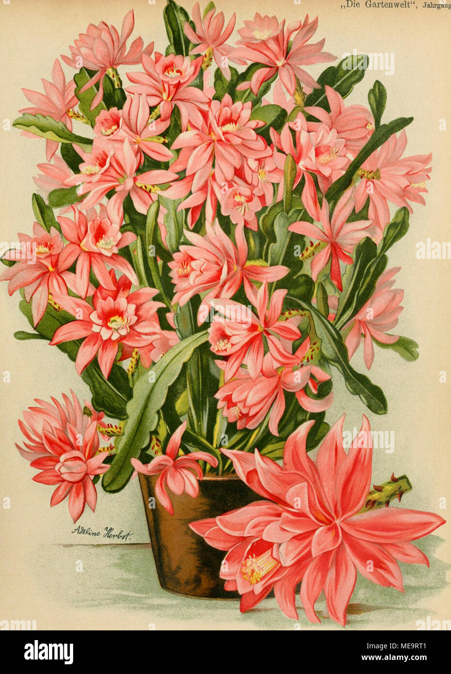 . Gartenwelt sterben. Phyllocactus phyllanthoides "Deutsche Kaiserin". Stockfoto