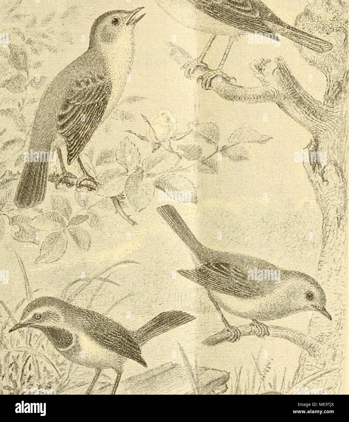 . Gefiederte Welt. - Ãl. SprofTer ISylTia philomela, Bchst.). fllaulitl) l (l | cn (S. cyanecula, M. et W.). ^ '''^r^-" "v aiJilbrabt fteirt bie erfte, vrage fotgenbermafjcu: â Â©e (d) e 5 vo Igen für bie Bufunft^ bie jetzige @efanggvid) tnng (9 Jfobe unb3-lnÂ § mer,^ nngÂ § uerfar) Re'u) inbcjng nnf ben Wefang § beÂ.^^ äh. Uanarienooget Sar'j?" Der unb gelaugt, luenu Id) fei] ic3 lnÃ¶ einanberfelMiug nd) WIG-ocrftanben Babe,, Yi bem (n-gebnifj, b a fi bie w e l.u g e (â''^e f a n g Ã¤v i d) t u'u g eine d e r f c l) 11 e i ft unb ocvberblid) e eine "Otgcn t) aben mnf^. ; D) pflid) te biefem^ iuÃ¶ fprnd) ein Stockfoto