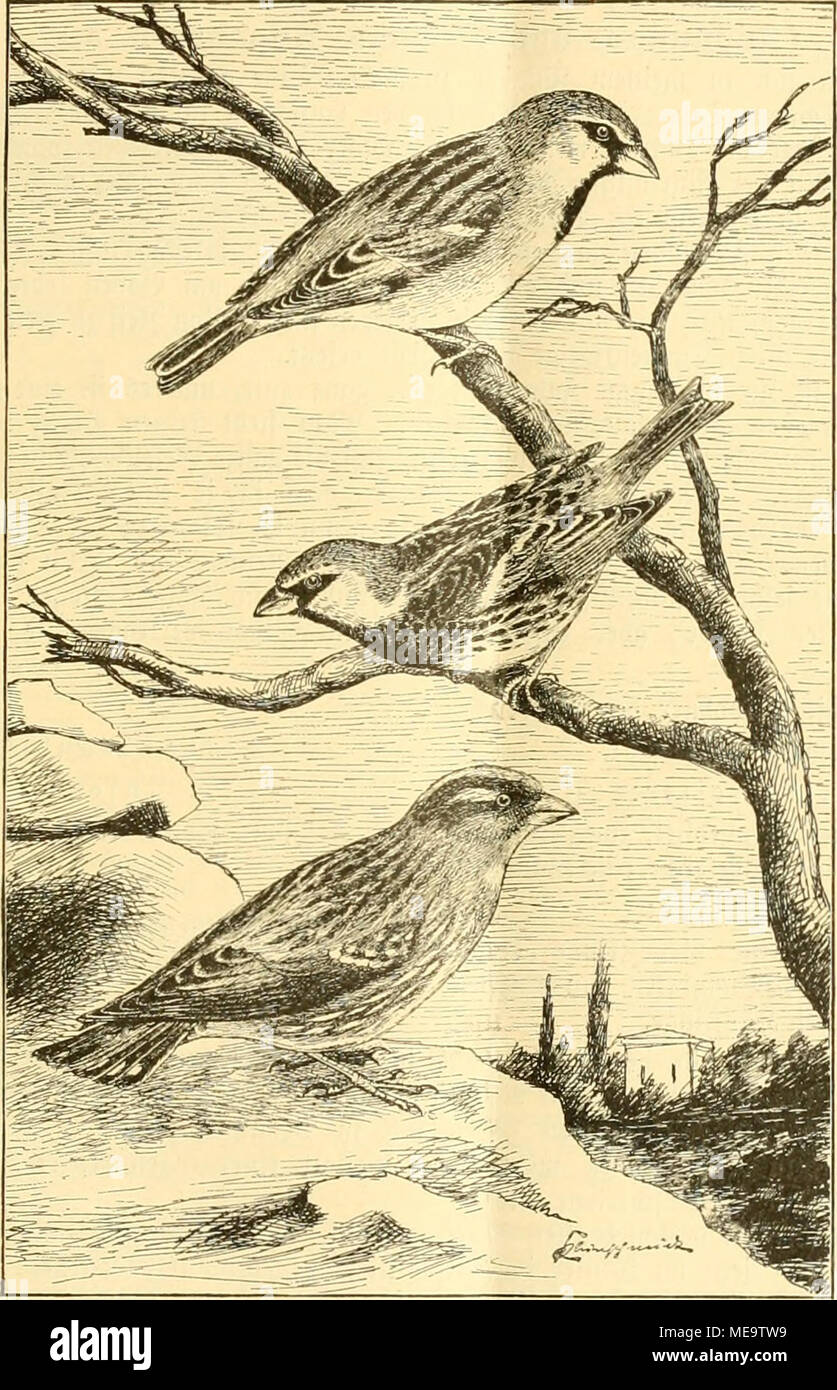 . Die gefiederte Welt. fiot^ kaiifigtr dptrling (Fringilla [Passant] italiea, Vll.). UPtiiitnfptrliitg (R ealicicola, Vll.). . Ã¤leinfpttliiig (F. petronia, L.). f Ã¶nnen, rote E § bie con oerfc^ iebenen Seiten mir jugefommenen 3 tnfragen geirÃ¼nfc^t bÃ¤tten. Sie â roie fdjon tjeruorge"^ Ihr Browser kann leider keine eingebetteten Frames anzeigen: grofje Â© elten^ eti beÂ § i^ogelg unb unfre gÃ¤njlid; e Unfcnntni^ feineÃ ¤ 2&gt; erbreitungÂ § = gebietg liejien mit grojser 2 Bat) rfd) ein=Li ($ feit barauf fd) liegen^en, bafj E § Ta^i) icr Nid) t um eine Derf (^ icbene? Irt ober'^â Orm, fonberu lueit El)er um eine inbioi: nodj roal lberrationobcr buelle^^ rfd) ein (idjcr U Stockfoto