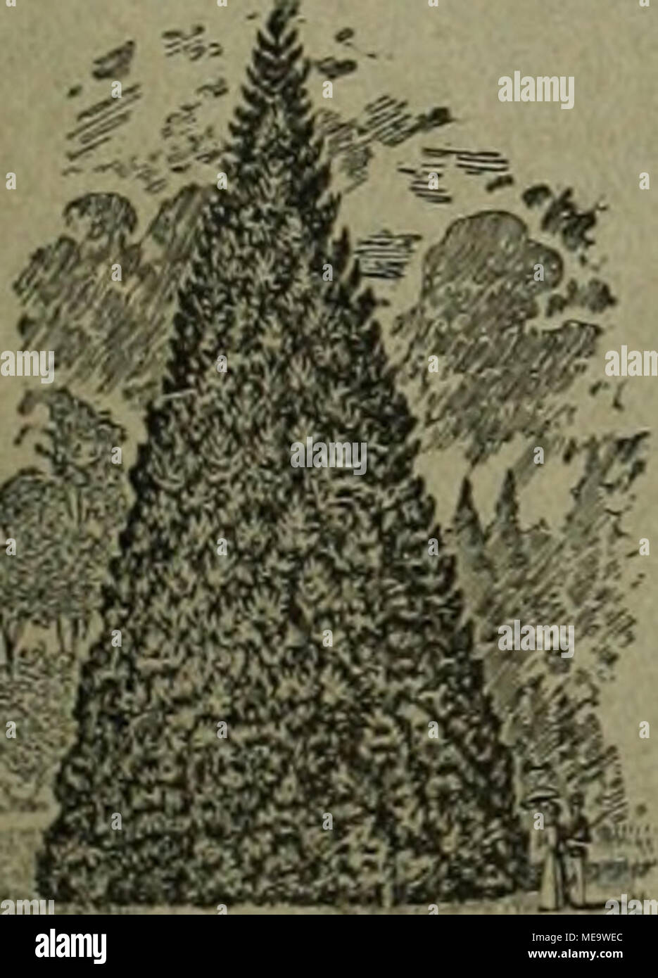 . Gartenkunst sterben. Extra starke Park-n. ¤ AlleebÃ nme in weite Entfernung verpflanzt. = grosse Coniferen = Starke ZiergehÃ¶lze und StrÃ¤Ucher. Â HochstÃ¤mmige U. niedrige Rosen. - Pflanzen für moderne Hecken und GÃ¤rten. Man verlange illustrierten Katalog. Bei grÃ¶sserem Bedarf und Wagonladung Vorzugspreise. G. F'r'alTm, Baumschulen, Elmshorn in Schleswig-Holstein. J. Gottfried Mehler, Hamburg 13 liefert aus eigenen BrÃ¼chen in ThÃ¼ringer Muschelkalk und Travertin RÃ¤nlrP Einfassungen, Brunnen, Figuren, Vasen, Stufen, Fussboden - plattenbelag Für GÃ¤rten. 'W^+f "Ã¤r * fp> n Teichanlagen tätig, Pavi Stockfoto