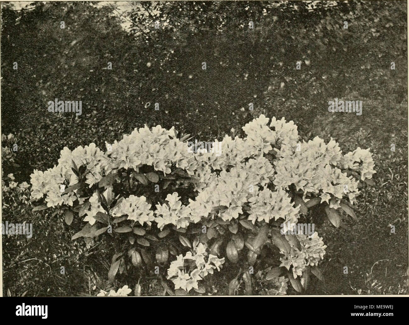 Gartenwelt sterben. Rhododendron catawbiense Michx. (Einzelpflanise von l  '/., m Einspritzdse). Im Botanischen Garten zu Dresden vom Verfasser fr  sterben "gartenwelt" photographisch aufgenommen Stockfotografie - Alamy