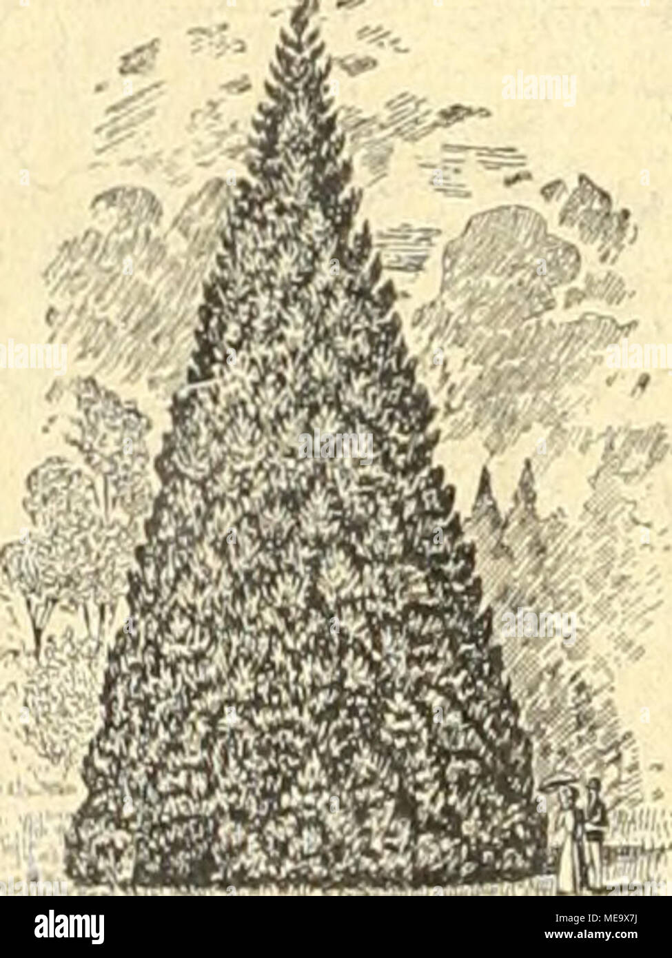 . Gartenkunst sterben. Extra starke Park-u. Alleebänme auf weite Entfernung verpflanzt. -^- Grosse Coniferen (Taxus bis 4 m hoch). ^ - Starke Zicrgchölze und Sträuchcr. - Hochstämmige u. niedrige Rosen. - Pflanzen für moderne Hecken und Gärten. ^^^ -=Man verlange illustrierten Katalog. -======== Bei grösserem Bedarf und Wagonladung Vorzugspreise. G, Fr "Ali. Mn., Baumscliulen, Elmshorn in Schleswig-Holstein. Stockfoto
