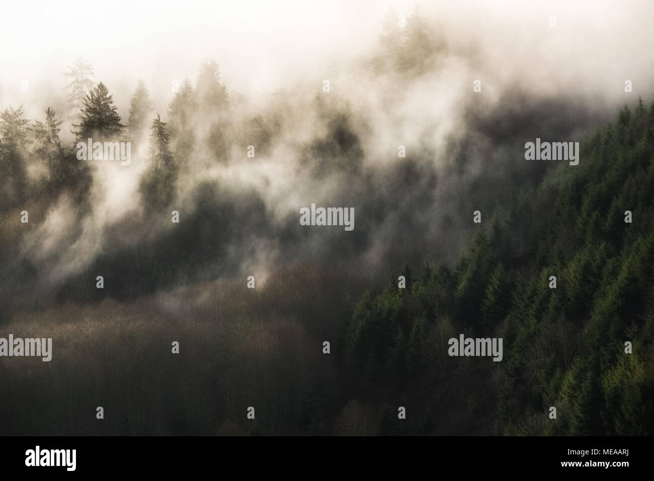 Nebliger Sonnenaufgang über dem Küstengebirge von Oregon, USA Stockfoto