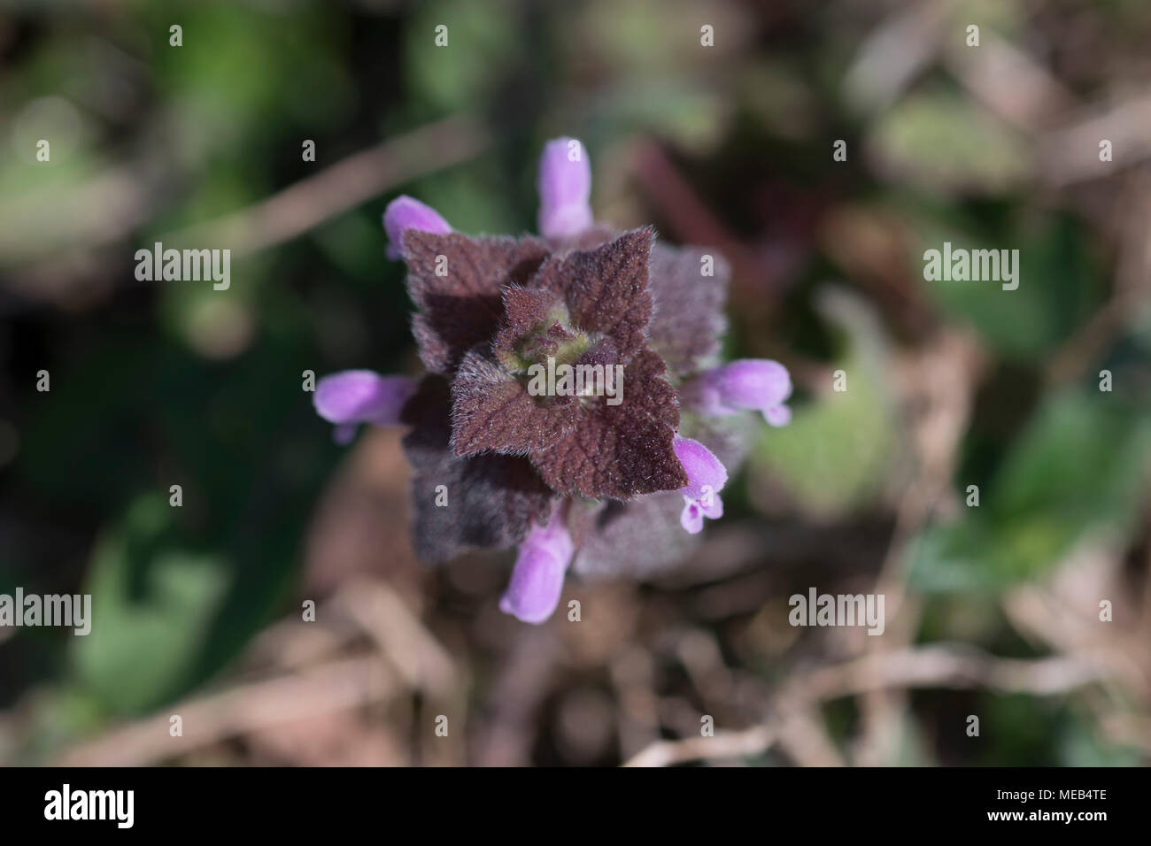Lila Deadnettle Rutgers Garten, New Brunswick NJ Stockfoto