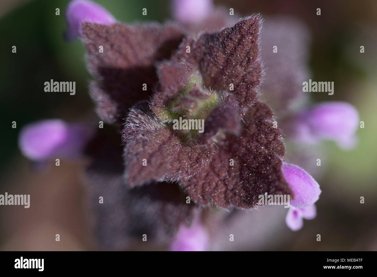 Lila Deadnettle Rutgers Garten, New Brunswick NJ Stockfoto